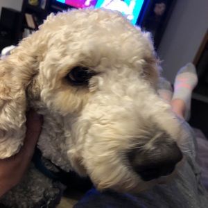 Meet your Posher, Cheryl